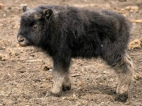 Детеныш овцебыка из зоопарка Калгари