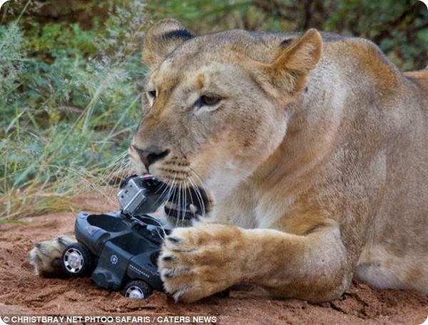 Львы тоже любят игрушки