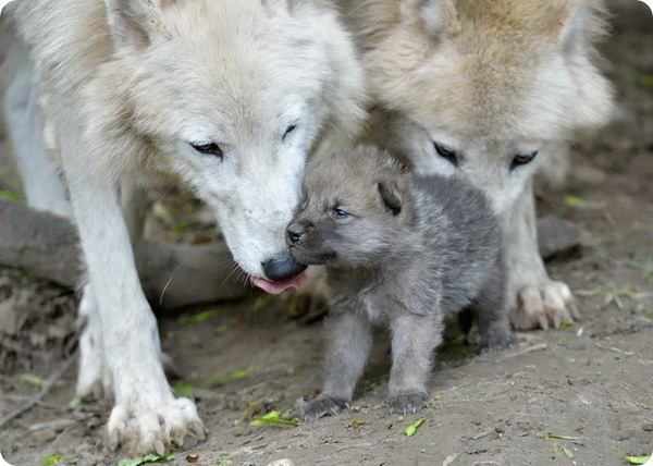 Полярные волчата из зоопарка Вены