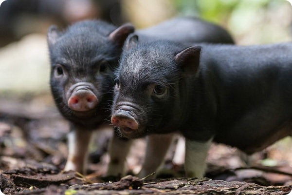 Карликовые свиньи Базеля