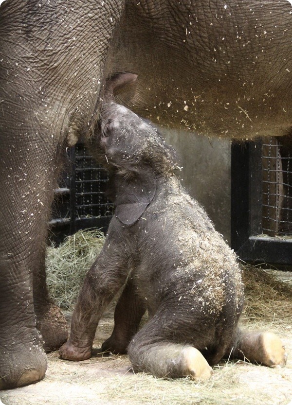 Зоопарк Сент-Луиса представил своего нового слоненка