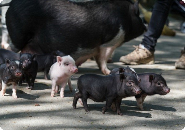 Карликовые свиньи Базеля