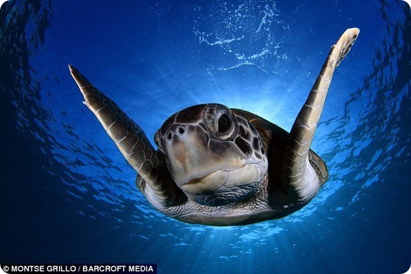 Поцелуй морской черепахи
