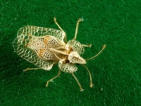 Кружевница Corythucha ciliata