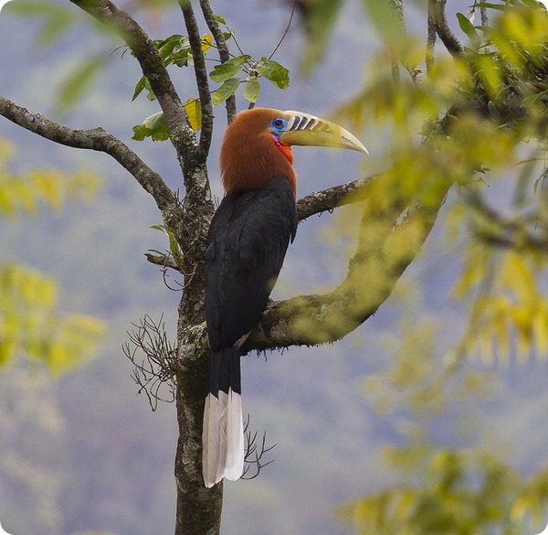Непальский калао (лат. Aceros nipalensis)