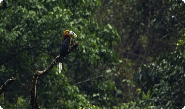 Непальский калао (лат. Aceros nipalensis)