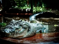 Кассиус — самый большой в мире крокодил