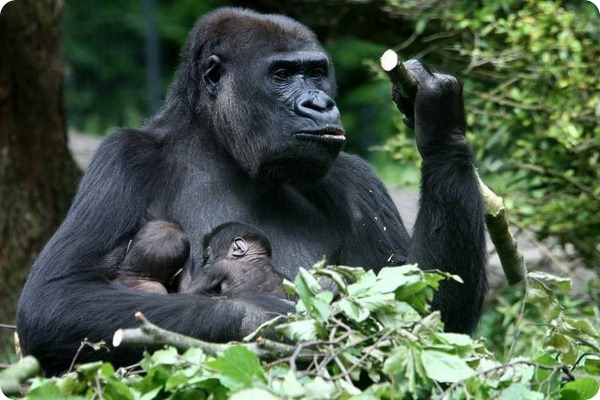 Близнецы гориллы из зоопарка Бюргерса