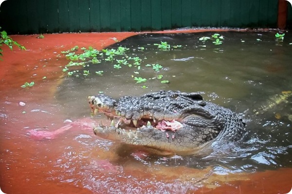 Кассиус - самый большой в мире крокодил