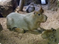 Кливлендский зоопарк представил новых капибар