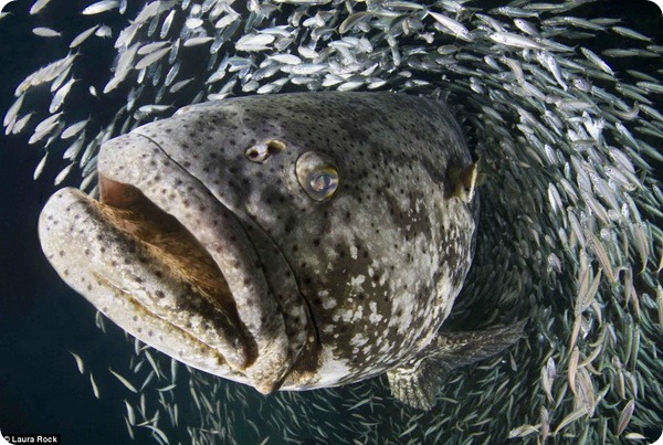 Лучшие фотографии подводного мира