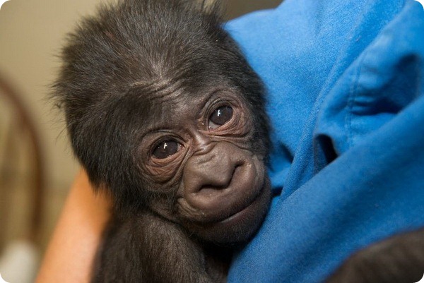 Детеныш гориллы из зоопарка Коламбус