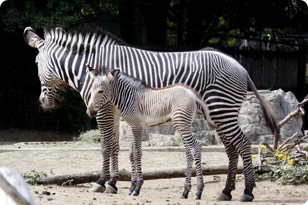 Зоопарк Денвера приветствует жеребенка зебры Греви 
