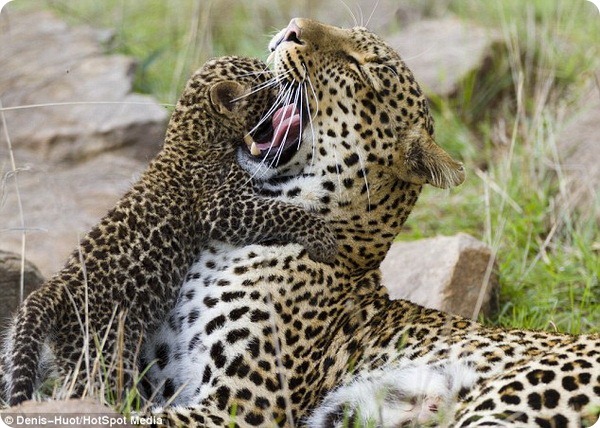 Отважный детеныш леопарда