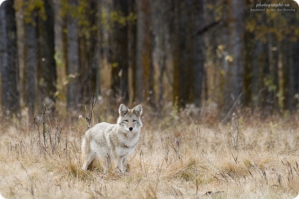 Койот или луговой волк (лат. Canis latrans)