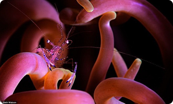 Лучшие фотографии подводного мира