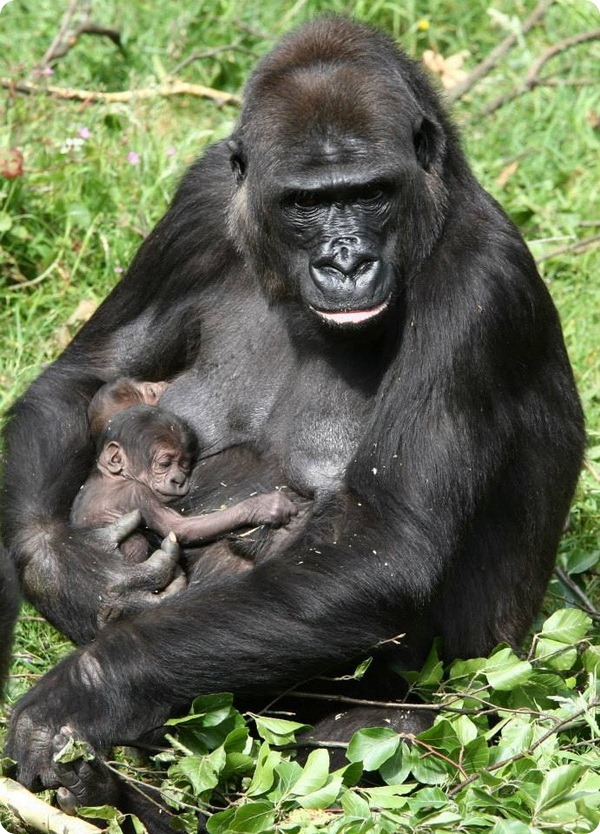 Близнецы гориллы из зоопарка Бюргерса