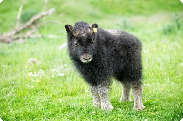 Детеныш овцебыка из парка дикой природы Хайленда