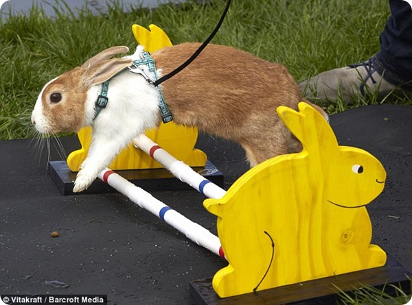 Кролики-легкоатлеты