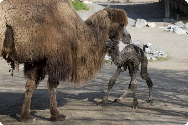 Верблюжонок из зоопарка Цюриха