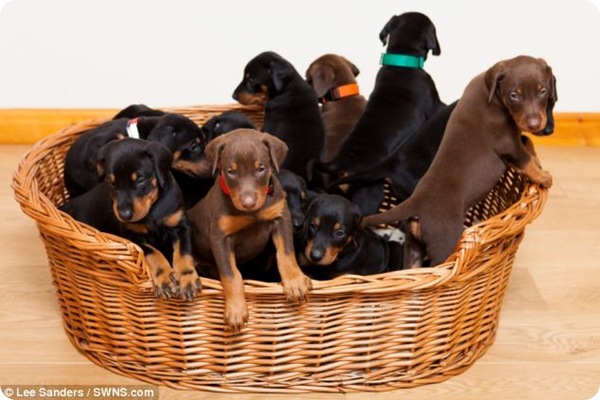 Доберман Джина родила 13 щенков