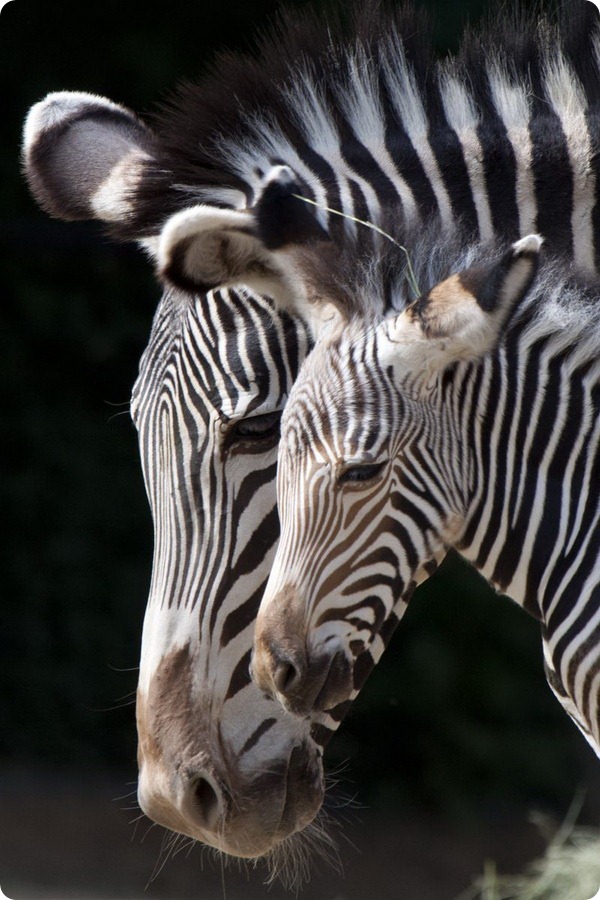 Зоопарк Денвера приветствует жеребенка зебры Греви 