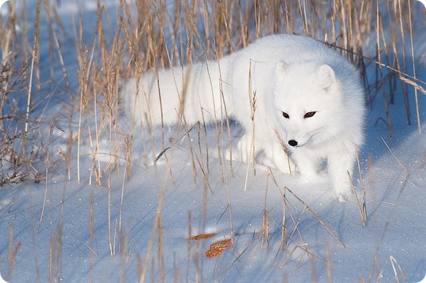 Обыкновенный песец или полярная лисица (лат. Alopex lagopus)