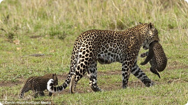 Отважный детеныш леопарда