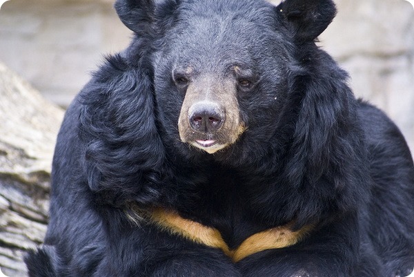 Гималайский медведь (лат. Ursus thibetanus)