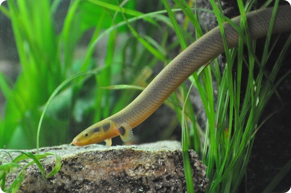 Калабарский каламоихт или рыба-змея (лат. Erpetoichthys calabaricus)