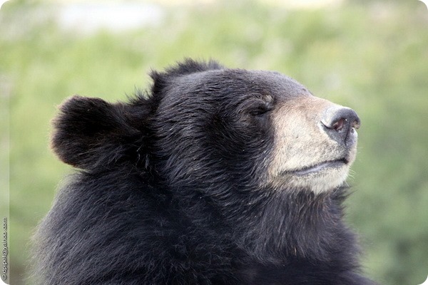 Гималайский медведь (лат. Ursus thibetanus)