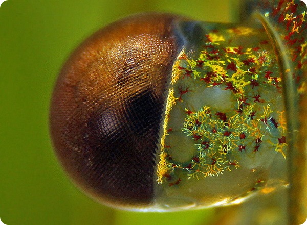 Креветка Амано или Каридина Японика (лат. Caridina multidentata)