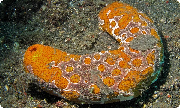 Леопардовый морской огурец (лат. Bohadschia argus)