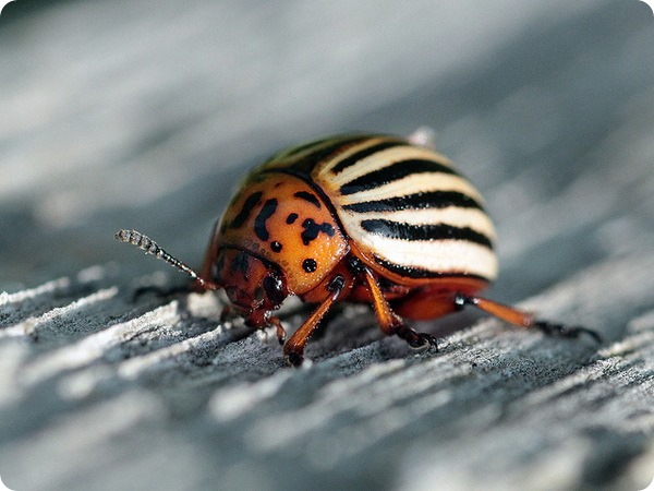 Колорадский жук (лат. Leptinotarsa decemlineata)