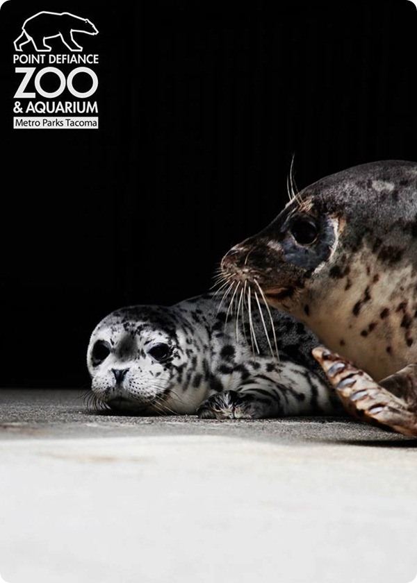 Тюлененок из аквариума Point Defiance Zoo 