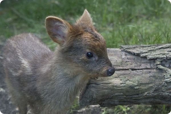 В зоопарке Нью-Йорка родился крохотный оленёнок пуду