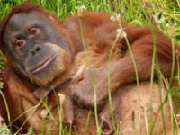 Суматранский орангутанг Дана родила малыша