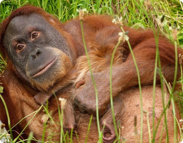 Сумантранский орангутанг Дана родила малыша