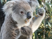 Зоопарк Таронга представил нового детеныша коалы