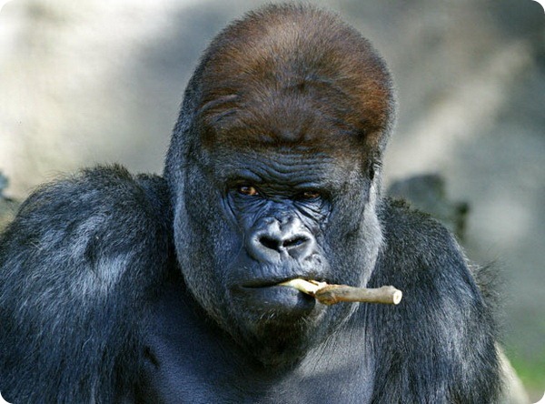 Самец гориллы Кибабу уходит на заслуженный отдых