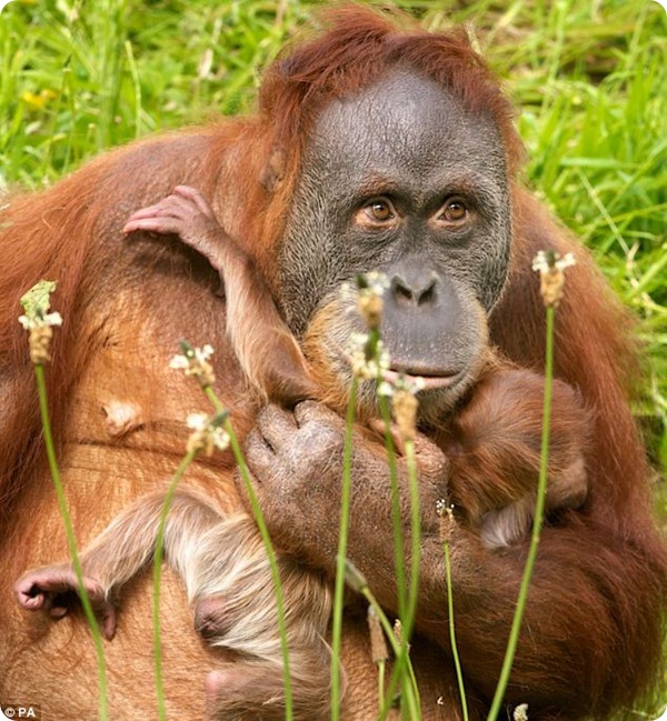 Сумантранский орангутанг Дана родила малыша