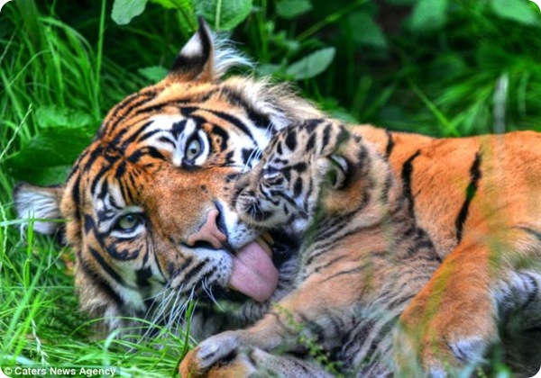 Первые снимки суматранских тигрят из Честера