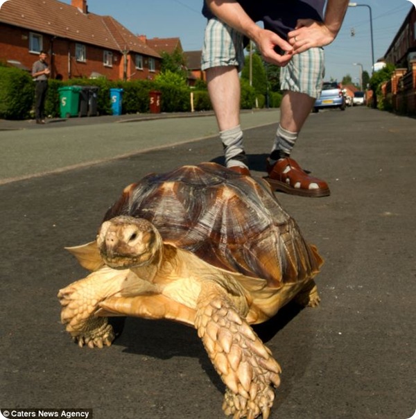 Англичанин каждый день совершает прогулки с черепахой!