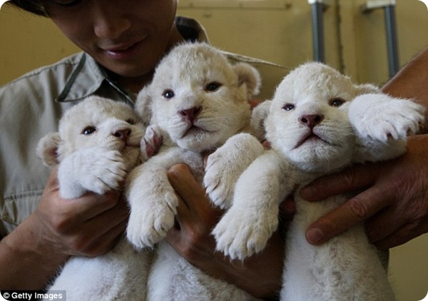 В Японии родились три белоснежных львёнка