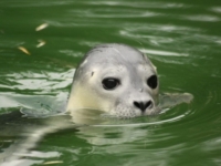 В немецком зоопарке родился долгожданный тюлененок