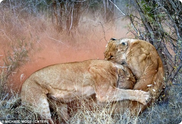 Яростная драка двух львиц