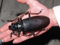 Дровосек-титан — крупнейший жук в мире