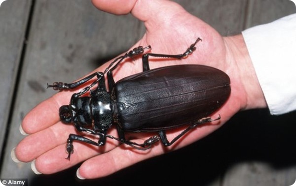 Дровосек-титан - самый крупный в мире жук!