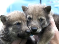В зоопарке Норвегии родилось двое волчат