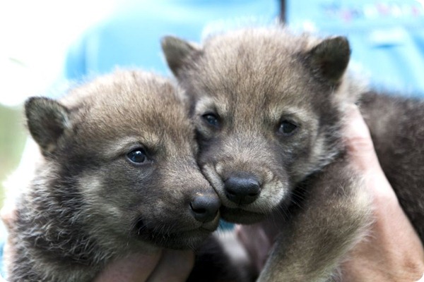 В зоопарке Норвегии родилось двое волчат